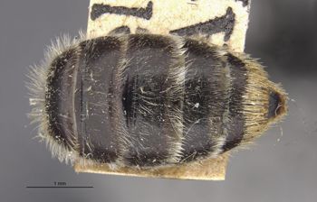 Media type: image;   Entomology 15073 Aspect: body parts